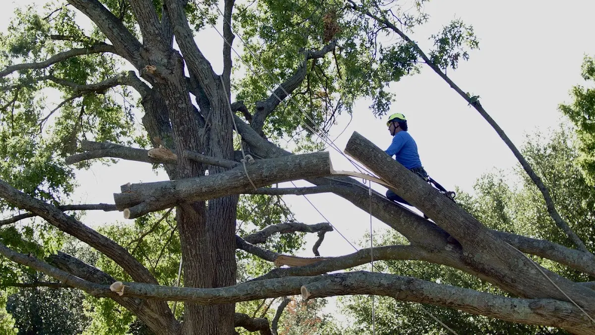 Professional Crown Thinning performed by certified arborists in Caddo Gap